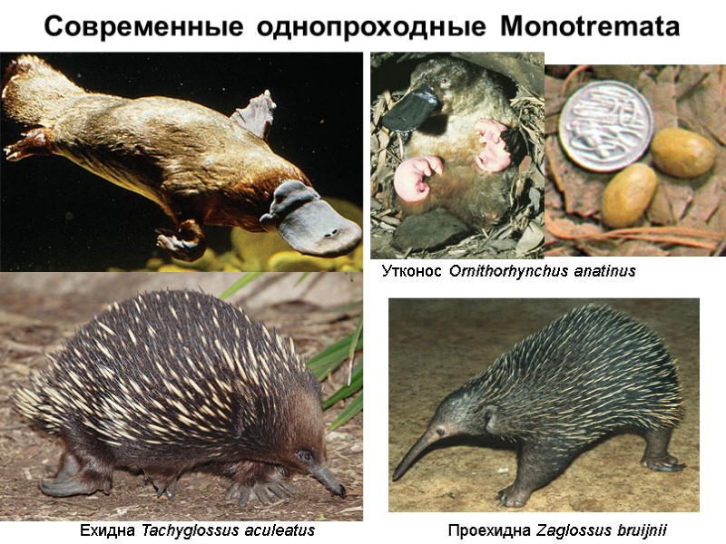 Современные однопроходные Monotremata Утконос Ornithorhynchus anatinus Ехидна Tachyglossus aculeatus Проехидна Zaglossus bruijnii